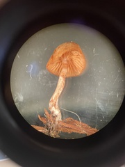 Galerina nana