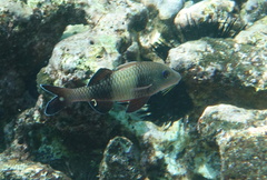 Parupeneus insularis