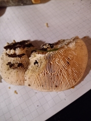 Gloeophyllum trabeum