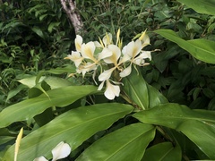 Hedychium flavescens
