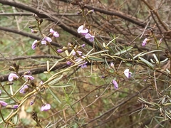 Glycine clandestina