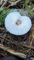 Leucocoprinus brebissonii