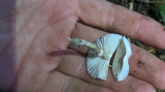 Leucocoprinus brebissonii