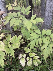 Actaea racemosa