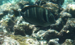 Acanthurus leucopareius