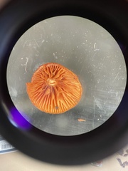 Galerina nana