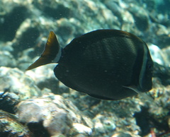 Acanthurus leucopareius