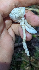 Leucocoprinus brebissonii