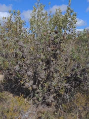 Banksia ornata
