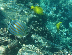 Chaetodon ornatissimus