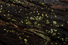 Chlorosplenium