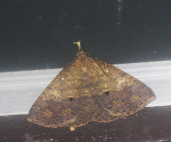 Oxaenanus brontesalis