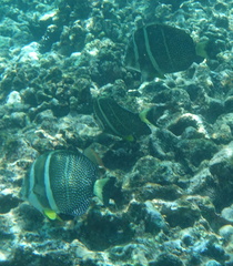 Acanthurus guttatus