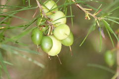 Persoonia virgata