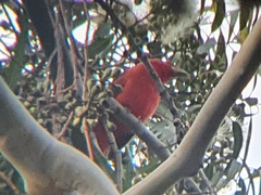 Piranga rubra