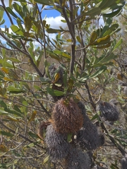 Banksia ornata