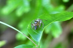 Colyttus