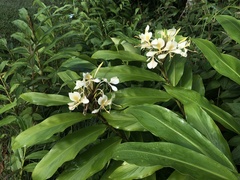 Hedychium flavescens