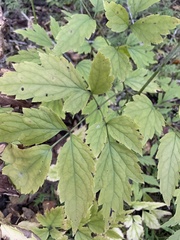 Actaea racemosa