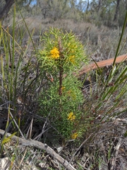 Isopogon ceratophyllus