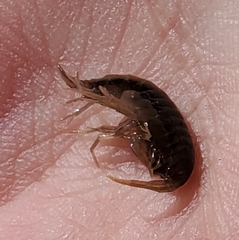 Gammarus