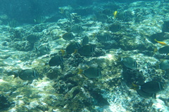 Acanthurus leucopareius