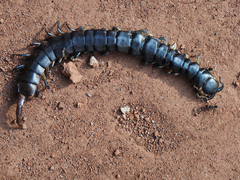 Scolopendra viridis