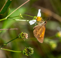 Poanes viator zizaniae