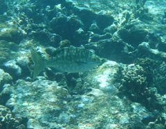 Kyphosus cinerascens