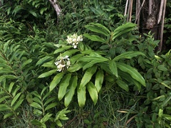 Hedychium flavescens
