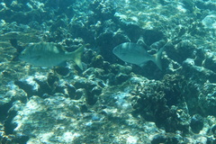 Kyphosus cinerascens