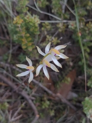 Caladenia cucullata