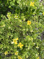 Roepera billardierei