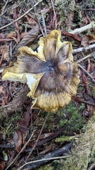 Tricholoma subsejunctum