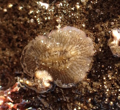 Acotylea