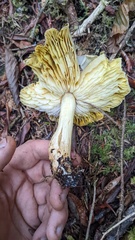 Tricholoma subsejunctum