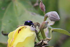 Tectocoris diophthalmus