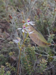 Caladenia cucullata