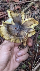 Tricholoma subsejunctum