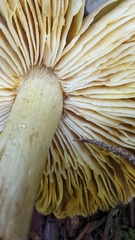 Tricholoma subsejunctum