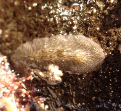 Acotylea