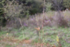 Sporobolus neglectus