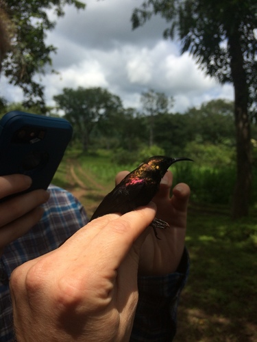 Cinnyris cupreus