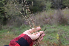 Sporobolus neglectus