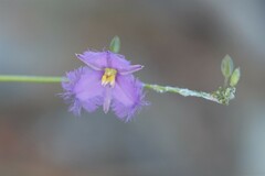 Thysanotus banksii