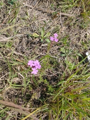 Verbena pulchella