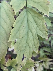 Actaea racemosa