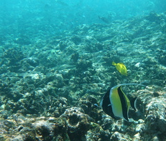 Zanclus cornutus