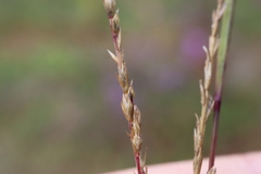 Sporobolus neglectus