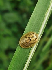 Physonota alutacea